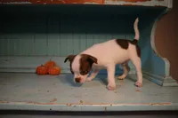Bobby, a male Boston Terrier and Chihuahua for sale in Farmington, MI – 2 of 6