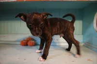 Gus, a male Boston Terrier and Chihuahua for sale in Farmington, MI – 3 of 3