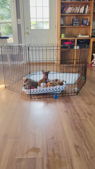 Izzy, a female Boston Terrier for sale in Farmington, MI – 4 of 4
