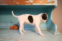 Coconut , a female Boston Terrier and Chihuahua for sale in Farmington, MI – 4 of 6