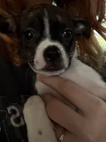 Lucy , a female Boston Terrier and Chihuahua for sale in Farmington, MI – 3 of 5