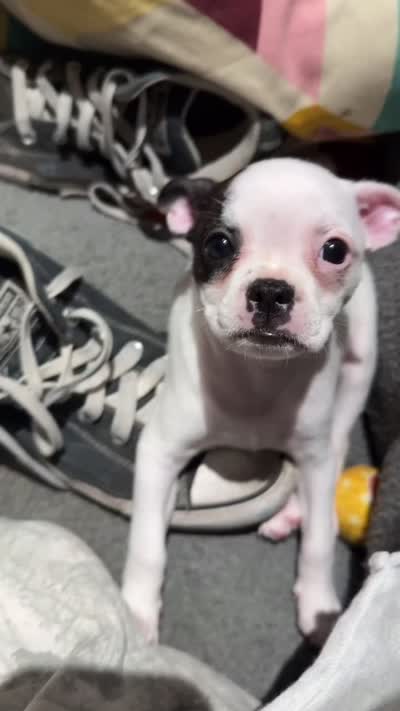 Coconut , a female Boston Terrier and Chihuahua for sale in Farmington, MI – 6 of 6