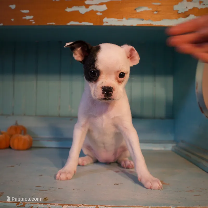 Coconut  – Boston Terrier, Chihuahua puppy for sale in Farmington, MI