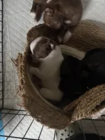 Bobby, a male Boston Terrier and Chihuahua for sale in Farmington, MI – 4 of 6