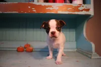 Bobby, a male Boston Terrier and Chihuahua for sale in Farmington, MI – 1 of 6