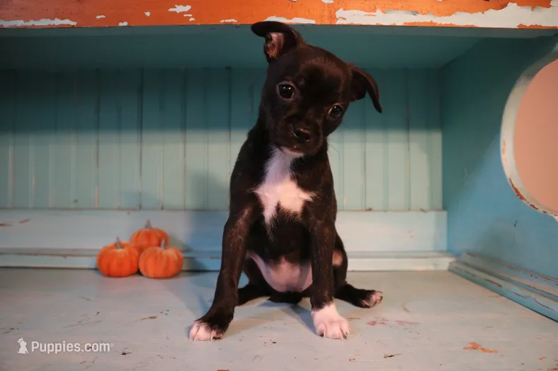 Lulu – Boston Terrier, Chihuahua puppy for sale in Farmington, MI