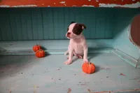 Bobby, a male Boston Terrier and Chihuahua for sale in Farmington, MI – 5 of 6