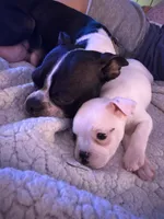 Coconut , a female Boston Terrier and Chihuahua for sale in Farmington, MI – 2 of 6