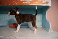 Lucy , a female Boston Terrier and Chihuahua for sale in Farmington, MI – 4 of 5