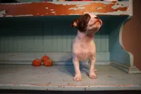 Bobby, a male Boston Terrier and Chihuahua for sale in Farmington, MI – 3 of 6