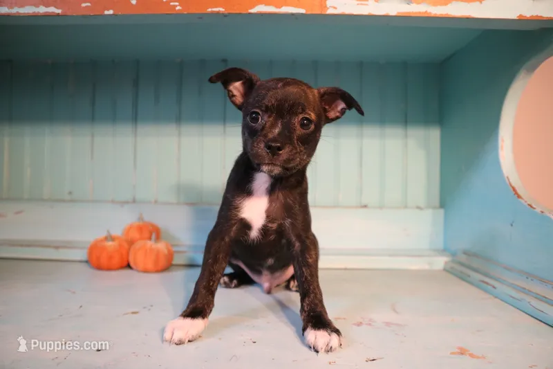 Gus – Boston Terrier, Chihuahua puppy for sale in Farmington, MI