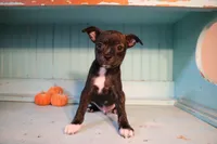 Gus, a male Boston Terrier and Chihuahua for sale in Farmington, MI – 1 of 3