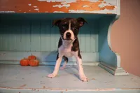 Lucy , a female Boston Terrier and Chihuahua for sale in Farmington, MI – 1 of 5