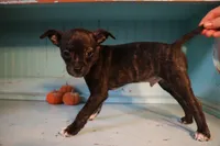 Gus, a male Boston Terrier and Chihuahua for sale in Farmington, MI – 2 of 3