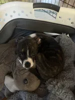 Lucy , a female Boston Terrier and Chihuahua for sale in Farmington, MI – 2 of 5