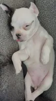 Coconut , a female Boston Terrier and Chihuahua for sale in Farmington, MI – 3 of 6