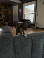 Izzy, a female Boston Terrier for sale in Farmington, MI – 3 of 4