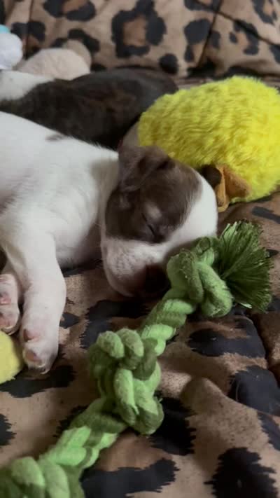 Bobby, a male Boston Terrier and Chihuahua for sale in Farmington, MI – 6 of 6