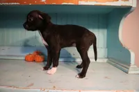 Lulu, a female Boston Terrier and Chihuahua for sale in Farmington, MI – 2 of 5