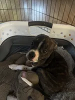 Lucy , a female Boston Terrier and Chihuahua for sale in Farmington, MI – 5 of 5