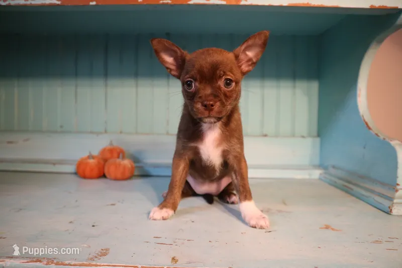 Izzy – Boston Terrier puppy for sale in Farmington, MI