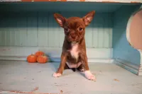 Izzy, a female Boston Terrier for sale in Farmington, MI – 1 of 4