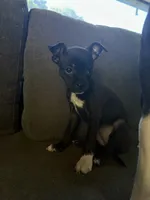 Lulu, a female Boston Terrier and Chihuahua for sale in Farmington, MI – 5 of 5