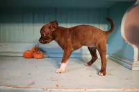 Izzy, a female Boston Terrier for sale in Farmington, MI – 2 of 4