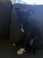 Lulu, a female Boston Terrier and Chihuahua for sale in Farmington, MI – 3 of 5