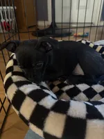 Lulu, a female Boston Terrier and Chihuahua for sale in Farmington, MI – 4 of 5