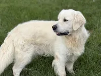 RABERG MAXIMUS, a male English Cream Golden Retriever for sale in Jackson, MO – 5 of 9