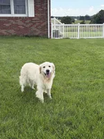 RABERG MAXIMUS, a male English Cream Golden Retriever for sale in Jackson, MO – 6 of 9
