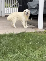 RABERG MAXIMUS, a male English Cream Golden Retriever for sale in Jackson, MO – 4 of 9