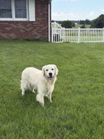 RABERG MAXIMUS, a male English Cream Golden Retriever for sale in Jackson, MO – 3 of 9