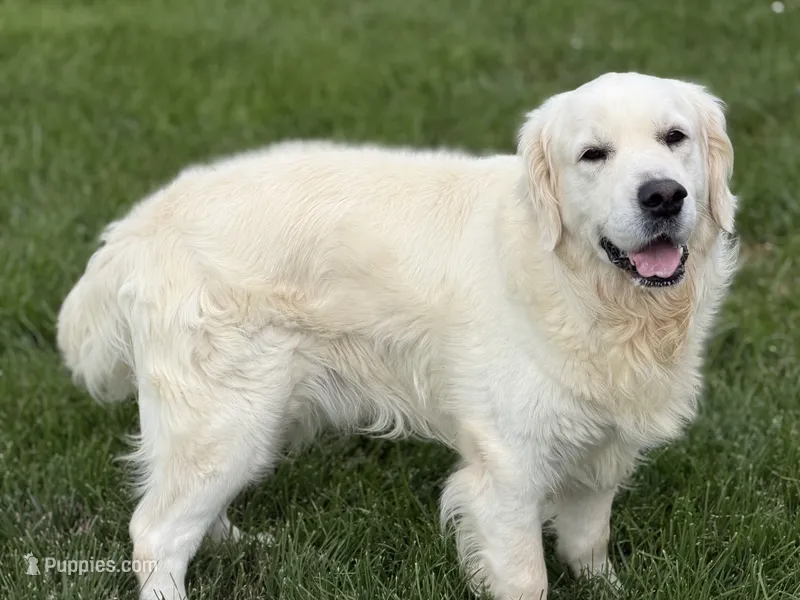 RABERG MAXIMUS – English Cream Golden Retriever puppy for sale in Jackson, MO