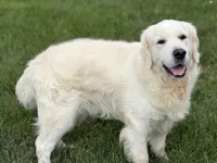 RABERG MAXIMUS, a male English Cream Golden Retriever for sale in Jackson, MO – 1 of 9