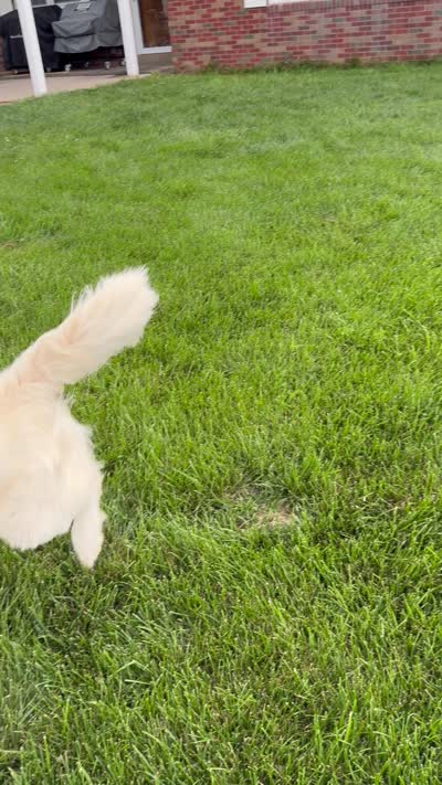 RABERG MAXIMUS, a male English Cream Golden Retriever for sale in Jackson, MO – 9 of 9
