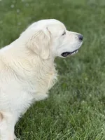 RABERG MAXIMUS, a male English Cream Golden Retriever for sale in Jackson, MO – 2 of 9