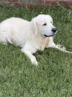 RABERG MAXIMUS, a male English Cream Golden Retriever for sale in Jackson, MO – 8 of 9