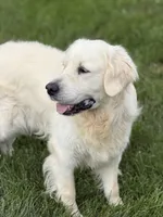 RABERG MAXIMUS, a male English Cream Golden Retriever for sale in Jackson, MO – 7 of 9