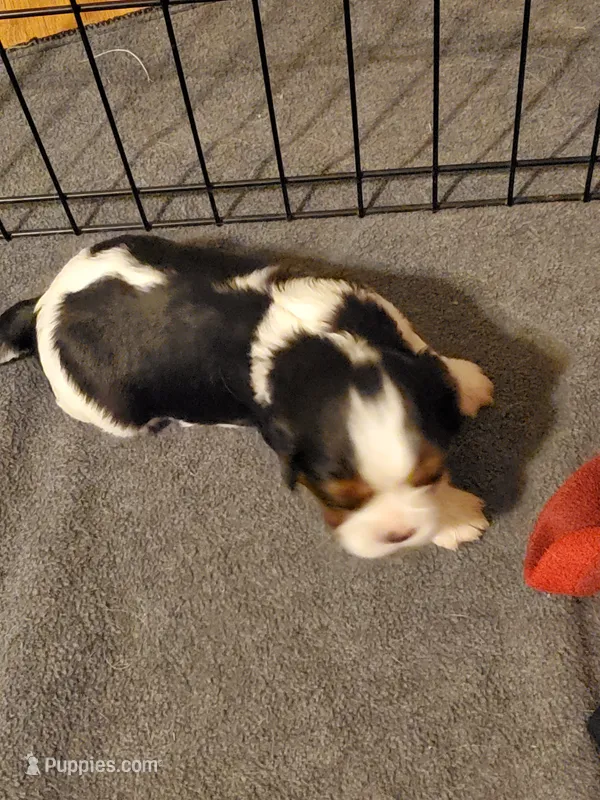 Tri boy – Cavalier King Charles Spaniel puppy for sale in Alsea, OR