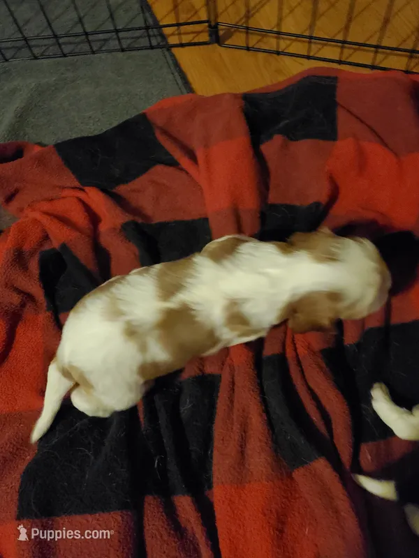 Blm 1 – Cavalier King Charles Spaniel puppy for sale in Alsea, OR