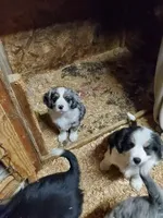 processed/6a150a1d-c70f-4cd5-87d7-2a93aef5e14b/listing/916f05a1-3620-406d-a695-82eed4045d36/9abc2b77-f64f-4940-8f4d-0b24da5025f5