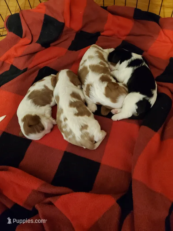 Blm 1 – Cavalier King Charles Spaniel puppy for sale in Alsea, OR