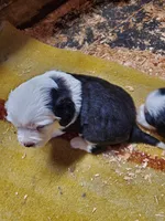 processed/6a150a1d-c70f-4cd5-87d7-2a93aef5e14b/listing/c5c36e05-04f8-4f6c-8c1a-de5832bd00f9/4b236e7a-427d-459b-98bb-10e0bcc86462