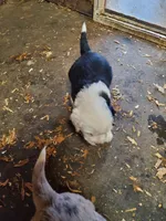 processed/6a150a1d-c70f-4cd5-87d7-2a93aef5e14b/listing/c5c36e05-04f8-4f6c-8c1a-de5832bd00f9/f715dff9-2e92-4618-a1e9-7dd624b5f29b