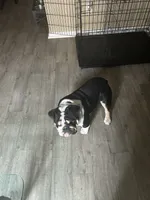 Kyro, a male English Bulldog for sale in Dallas, TX – 2 of 3