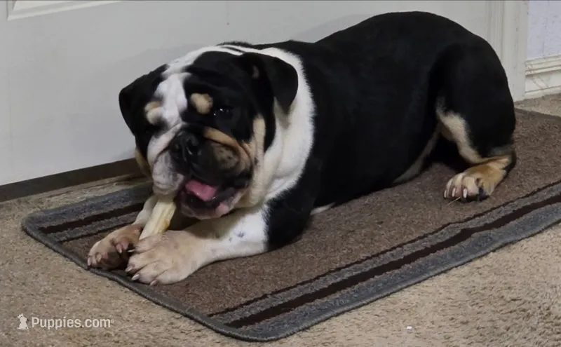 Kyro – English Bulldog puppy for sale in Dallas, TX