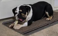 Kyro, a male English Bulldog for sale in Dallas, TX – 1 of 3