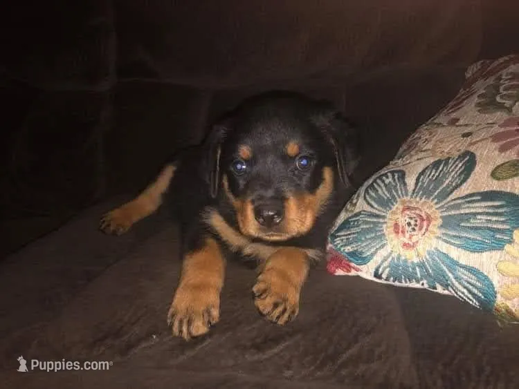 Rottweiler  – Rottweiler puppy for sale in Murray, KY
